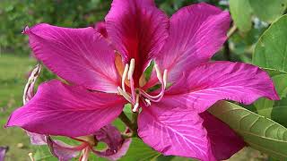 Bauhinia flower HD1080p [upl. by O'Kelly]