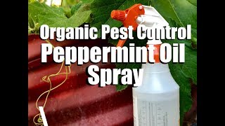 Organic Pest Control  Water amp DIY Peppermint Oil Spray  Spider Mites amp Aphids on Cucumbers [upl. by Holofernes653]