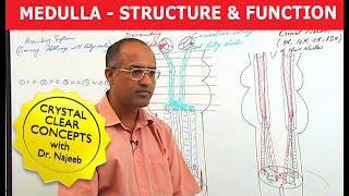 Medulla Oblongata  Structure and Function  Neuroanatomy [upl. by Amron]