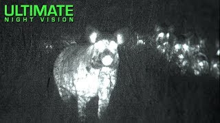 Is Calling Hogs a Myth Definitive Proof Using Thermal Imaging [upl. by Eldoria701]