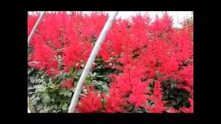 Best Perennials  Astilbe Spinell False Spirea [upl. by Leon]