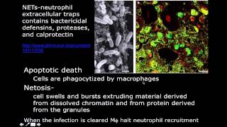 Immunology Neutrophil Mechanisms [upl. by Nomael]