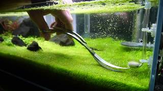 Trimming Utricularia Graminifolia [upl. by Yessac]