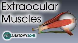 Extraocular Muscles  Eye Anatomy [upl. by Sola470]