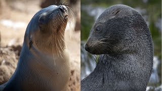 Sea Lion amp Fur Seal  The Differences [upl. by Oinegue]