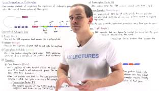 Gene Regulation in Eukaryotes [upl. by Prissy65]