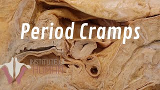 What Are Period Cramps [upl. by Diannne]