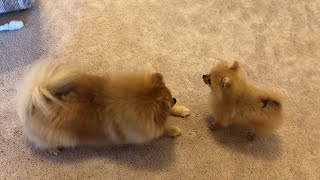 Tiny pomeranian puppy barking running cute puppy [upl. by Delmore]