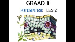 Lewenswetenskappe Gr11 Fotosintese Les2 [upl. by Madlin59]