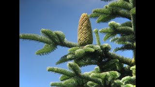 Keying Out Abies procera Pinaceae noble fir [upl. by Etiuqram]