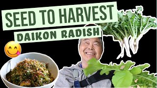 How to Grow Daikon Radish  Seed to Harvest  5 Gallon Bucket [upl. by Tadeo]