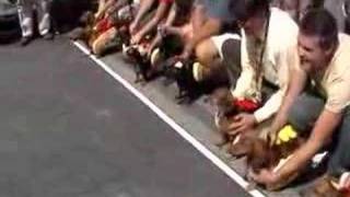 Running of the Wieners  Wiener Dog Race [upl. by Erodaeht]