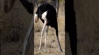 Why do ostriches stick their head in the ground [upl. by Rednael]