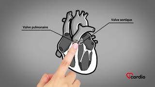 Anatomie du coeur  version française [upl. by Alfreda825]