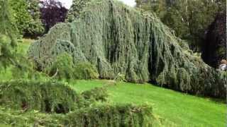 Cedrus atlantica Glauca Pendula [upl. by Darrel]