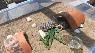 Tortuguero casero para mis nuevas tortugas bebés🐢😍 [upl. by Koo948]