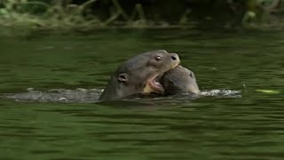 Otter Family Defeats Caiman in an Incredible Fight  BBC Earth [upl. by Midian]