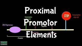 Proximal Promotor Elements  Proximal Promotor Sequences [upl. by Werdma]