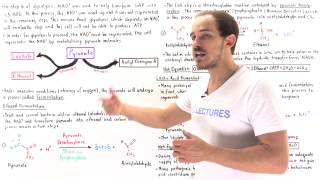 Ethanol and Lactic Acid Fermentation [upl. by Adnav25]