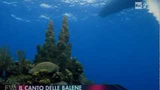 Canto delle balene [upl. by Immas]