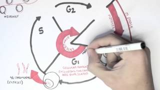 Cell Cycle Overview Interphase [upl. by Piane]