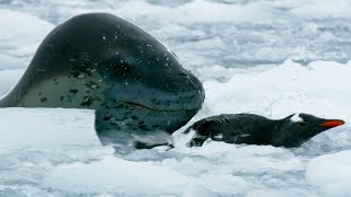 The Antarctics Terrifying Predator  Wild Stories  BBC Earth [upl. by Ezarras]