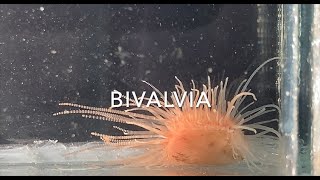 Bivalvia [upl. by Powe]