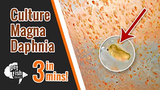 How to culture DAPHNIA MAGNA  The easy way [upl. by Letnuahc44]