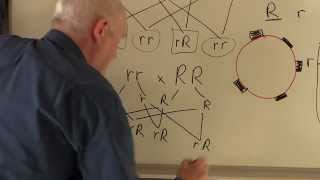 Blood 8 Blood groups Genetics of Rhesus factor [upl. by Nahgen]