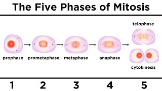 Mitosis How One Cell Becomes Two [upl. by Aicenra]