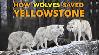 How Wolves Saved Yellowstone [upl. by Maloy523]