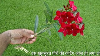 How to grow oleander from cuttings easy way with full update [upl. by Nowad805]