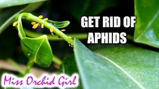 Home made insecticide for aphids that works [upl. by Rombert573]