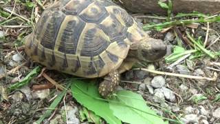 Europäische Landschildkröten richtig füttern 1 [upl. by Nylhsa]