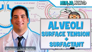 Respiratory  Surface Tension amp Surfactant in Alveoli [upl. by Emirak]