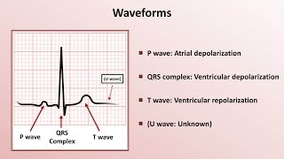 Intro to EKG Interpretation  Waveforms Segments and Intervals [upl. by Lipkin]