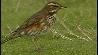 Grive mauvis  Redwing  Rotdrossel  Turdus iliacus [upl. by Nadbus]