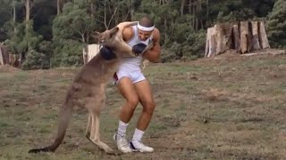 Kangaroo Fight Man [upl. by Forster351]