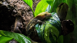 NaturalisticBioactive Crested Gecko Vivarium Build Housing Henry [upl. by Daph]