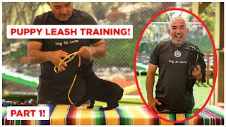 How To Leash Train Your Puppy Dog Tips [upl. by Hachman]