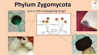 Zygomycota [upl. by Ellynn]