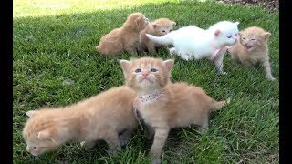 Si Meong Kucing Lucu  Funny Cats and Kittens Meowing [upl. by Hedwiga]