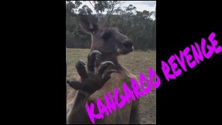 Kangaroo finds Australian mans home wants revenge [upl. by Anival]