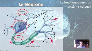 Le fonctionnement du système nerveux [upl. by Jordans]