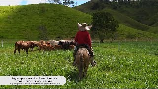 Ganadería simmental F1 simbrah gyr y gyrolando ganadería San Lucas Maceo Antioquia [upl. by Ciredec727]