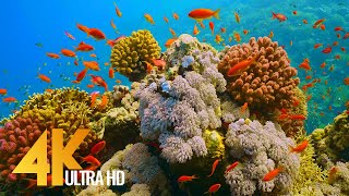 Under Red Sea 4K  Incredible Underwater World  Relaxation Video with Original Sound NO LOOP  1 [upl. by Ramsay]