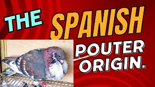 The Spanish pouter origin [upl. by Barrus]