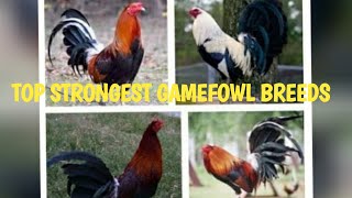 TOP STRONGEST GAMEFOWL BREEDS [upl. by Htezil558]