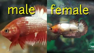 4 How To Distinguish Between Male and Female Betta Fish  VERY EASY [upl. by Adnaw204]