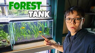 EASY FOREST AQUARIUM Using only VALLISNERIA [upl. by Aidne]